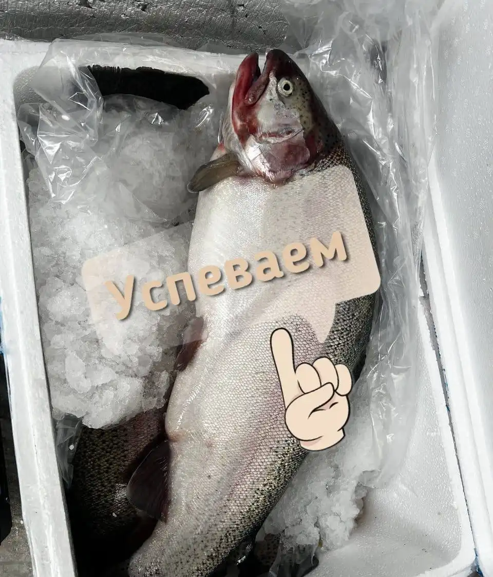 Свежая саяногорская форель с доставкой - Барахолка в Красноярск