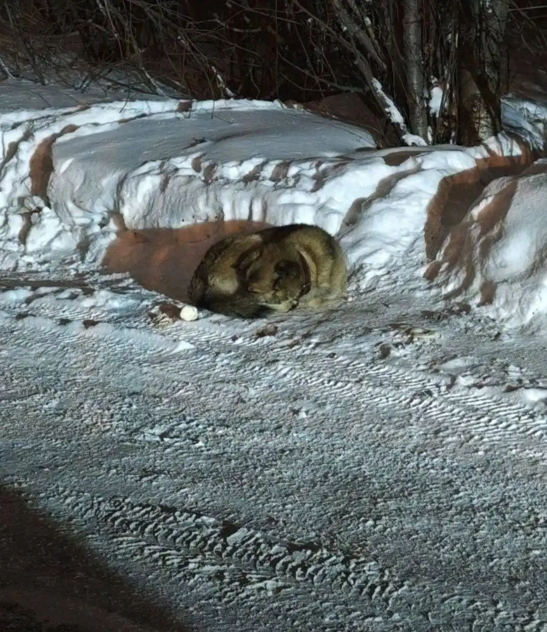 Найден замерзающий домашний пес у магазина Лесной в Красноярске