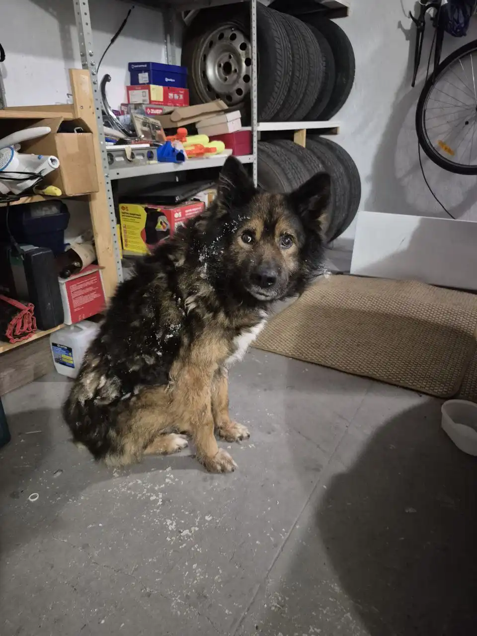 Найден пёс в деревне Бугачёво - Находка/Потеря (Животные) в Красноярск