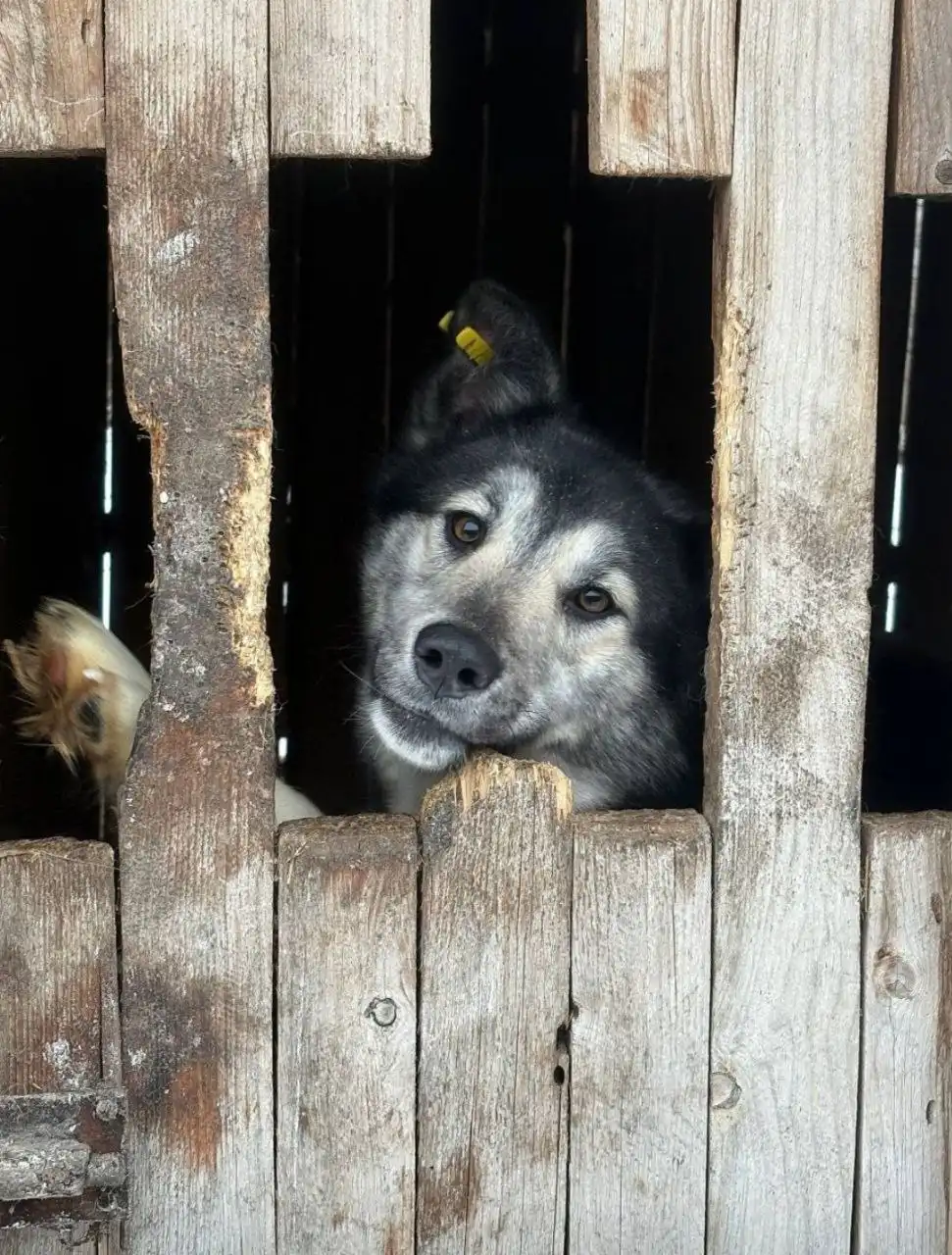 Девочка собака 2-3 года в приюте Красноярска - Собаки (Животные) в Красноярск