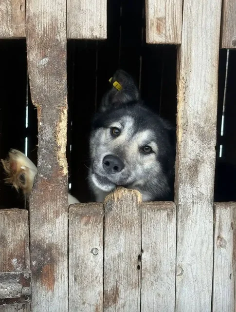 Девочка собака 2-3 года в приюте Красноярска - Корма для животных в Красноярск