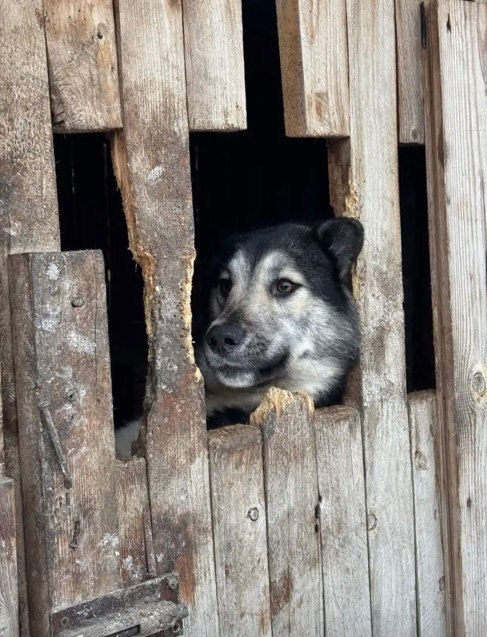 Девочка собака 2-3 года в приюте Красноярска - Собаки (Животные) в Красноярск