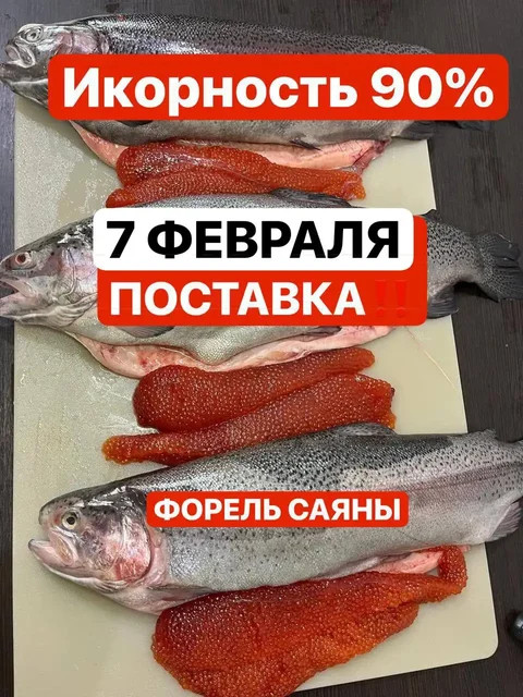 Сбор заявок на свежую саяногорскую форель с бесплатной доставкой - Велосипеды в Красноярск