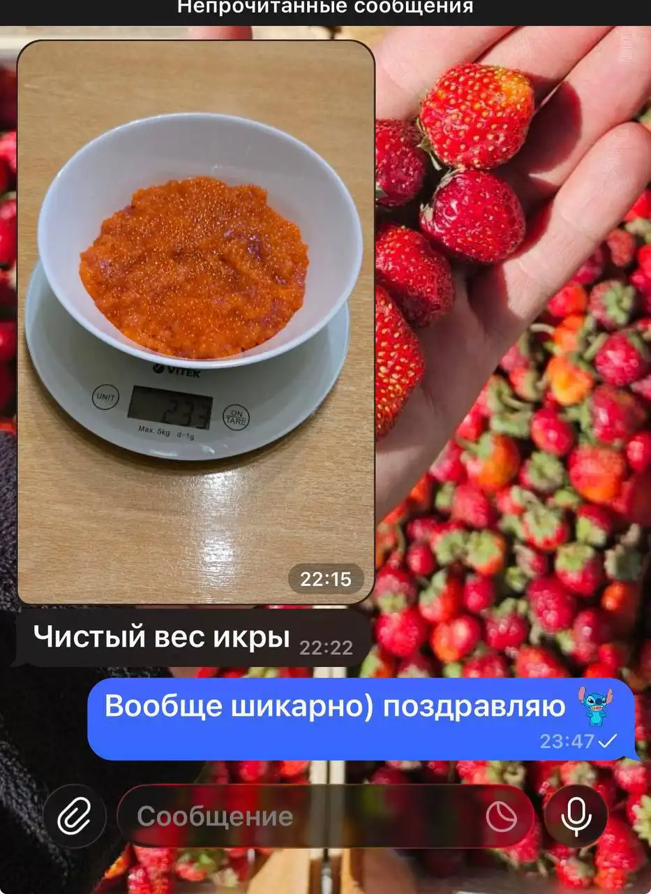 Сбор заявок на свежую саяногорскую форель с бесплатной доставкой - Хобби и отдых в Красноярск