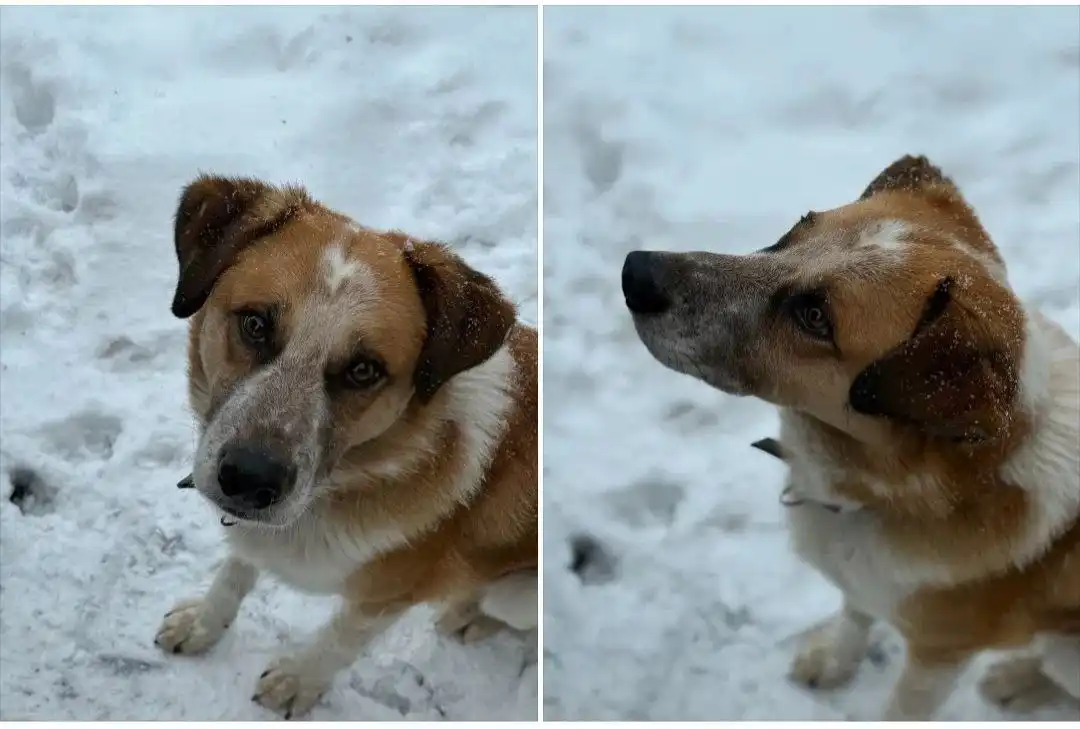 Пропал пес Бим в районе Ботанического - Животные в Красноярск