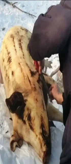 Продажа свежего мяса свинины и говядины в Красноярске - Детские товары в Красноярск