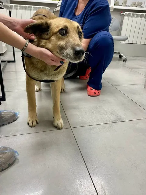 Сбор средств на операцию для пса Грея - Корма для животных в Красноярск