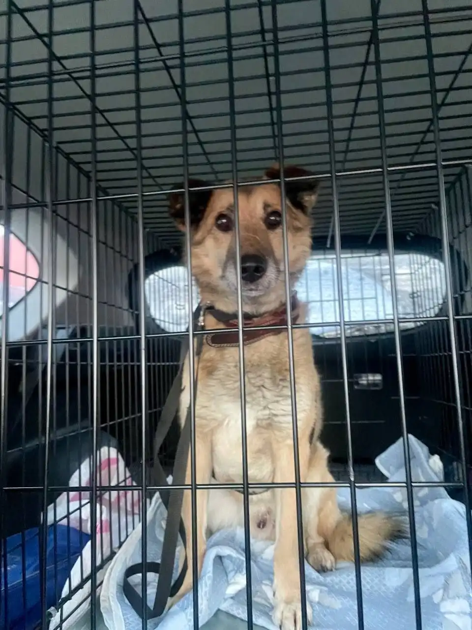 Сбор средств на операцию для пса Грея - Животные в Красноярск