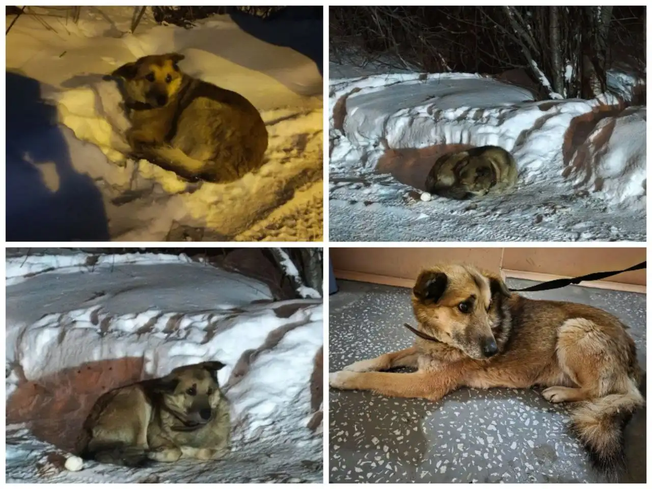 Сбор средств на операцию для пса Грея - Животные в Красноярск