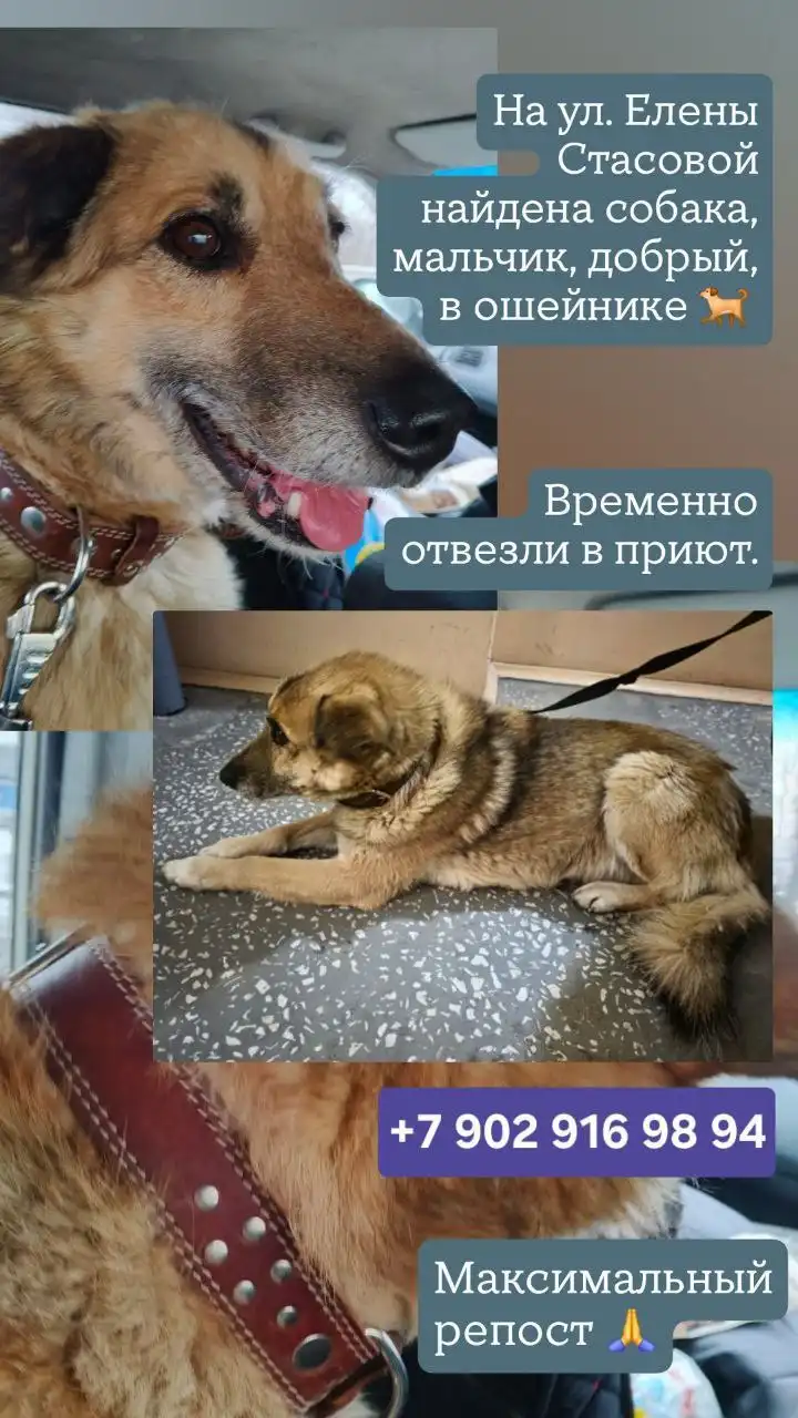 Сбор средств на операцию для пса Грея - Животные в Красноярск