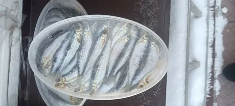 Продажа свежевыловленного тугунка, сибирской рыбы семейства лососёвых - Металлопрокат в Красноярск