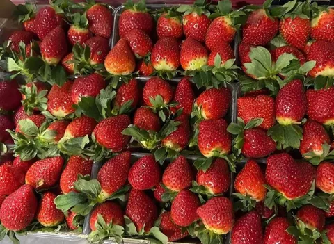 Свежая клубника из Греции в Красноярске - Барахолка в Красноярск