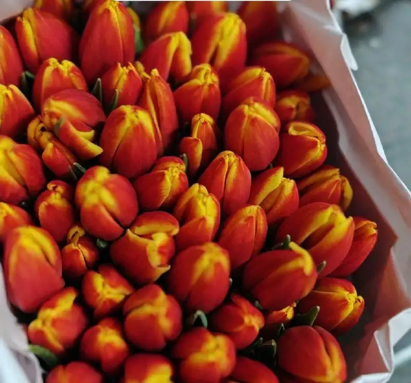 Тюльпаны к 8 марта - Цветы (Хобби и отдых) в Красноярск