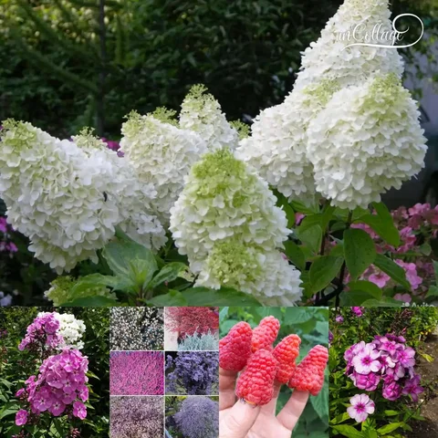 Продажа саженцев многолетних цветов и кустарников - Двери и окна в Красноярск