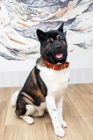 Пропала собака в Октябрьском районе Ветлужанки - Птица в Красноярск