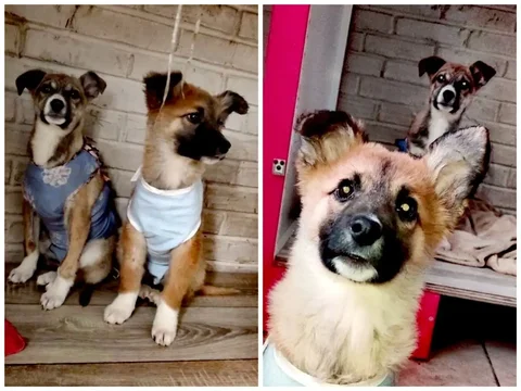 Две сестрички ищут дом - Кошки в Красноярск