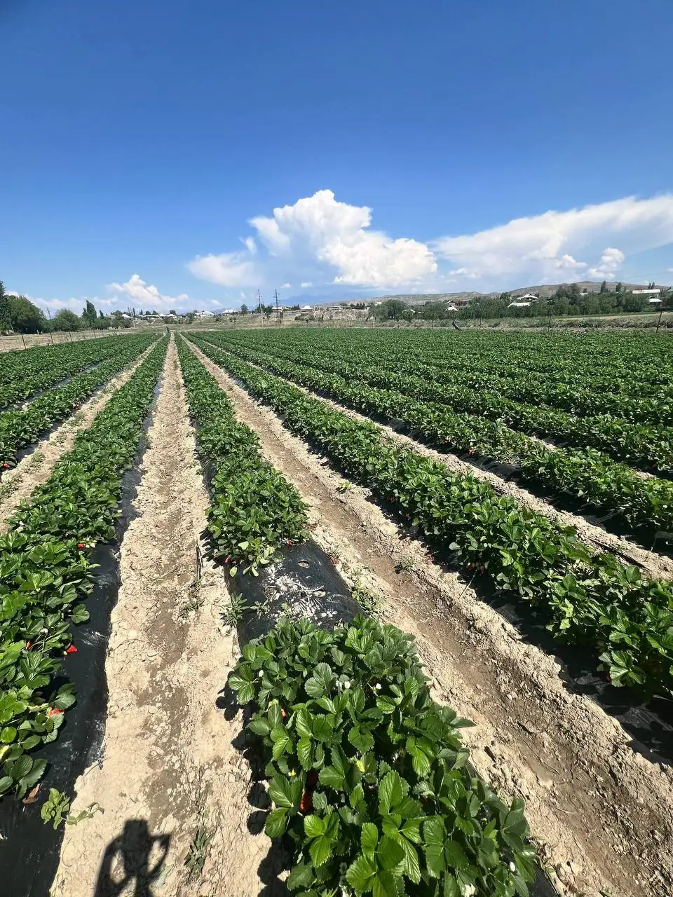 Продажа свежих ягод в Красноярске - Продукты питания (Барахолка) в Красноярск