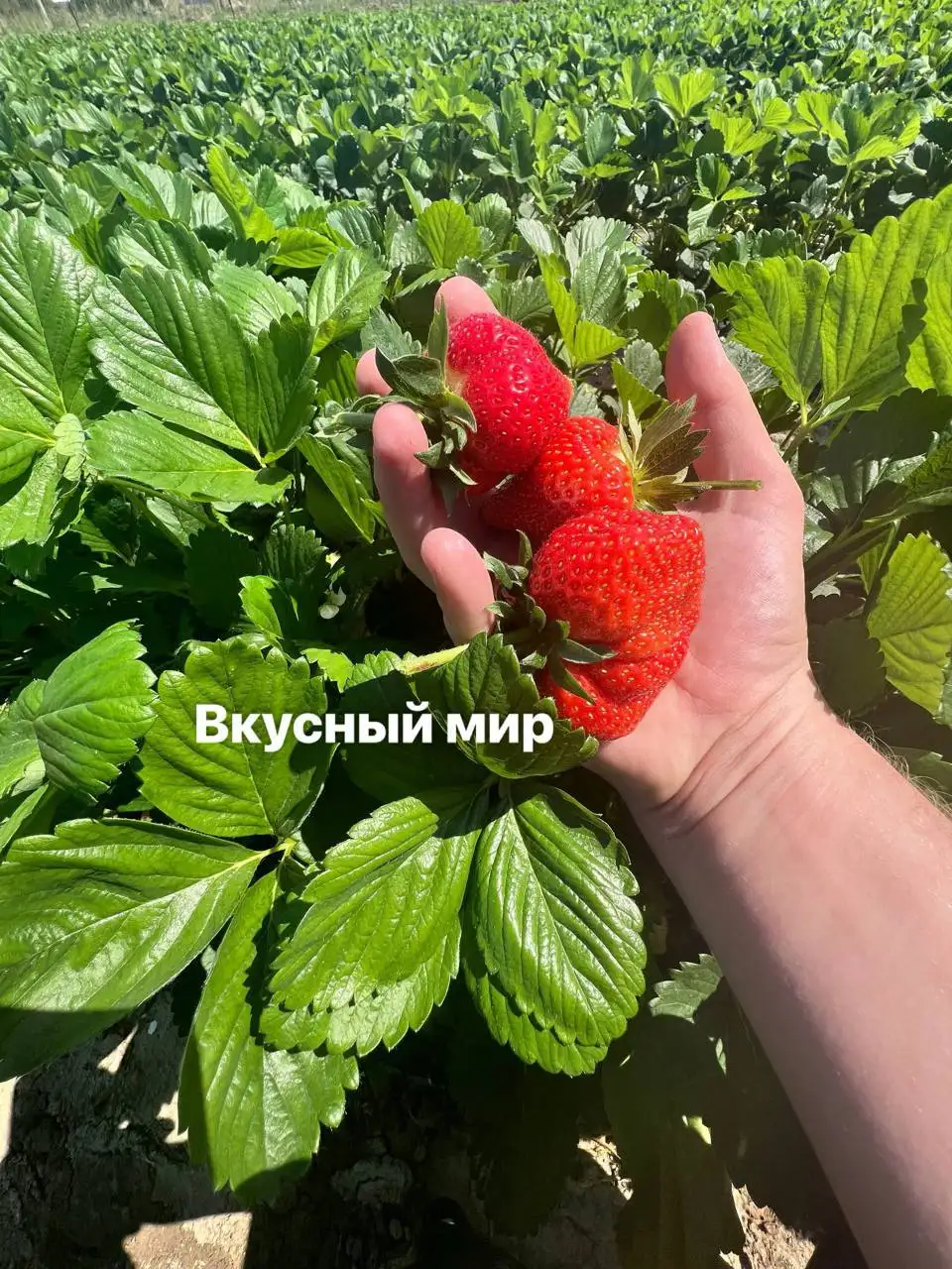 Продажа свежих ягод в Красноярске - Продукты питания (Барахолка) в Красноярск