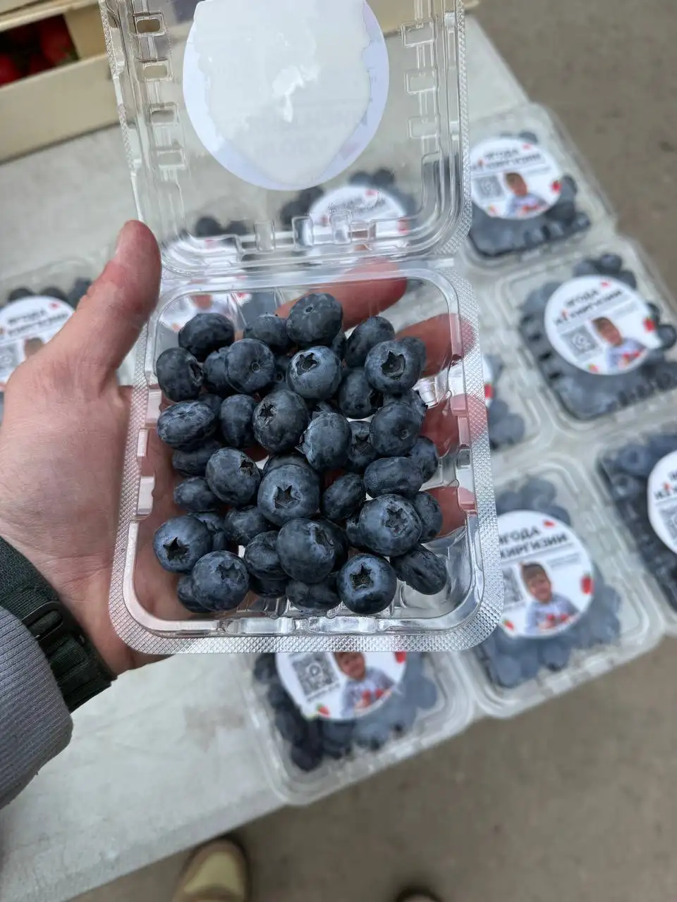 Продажа свежей ягоды и черемши в Краснодаре - Продукты питания (Барахолка) в Краснодар