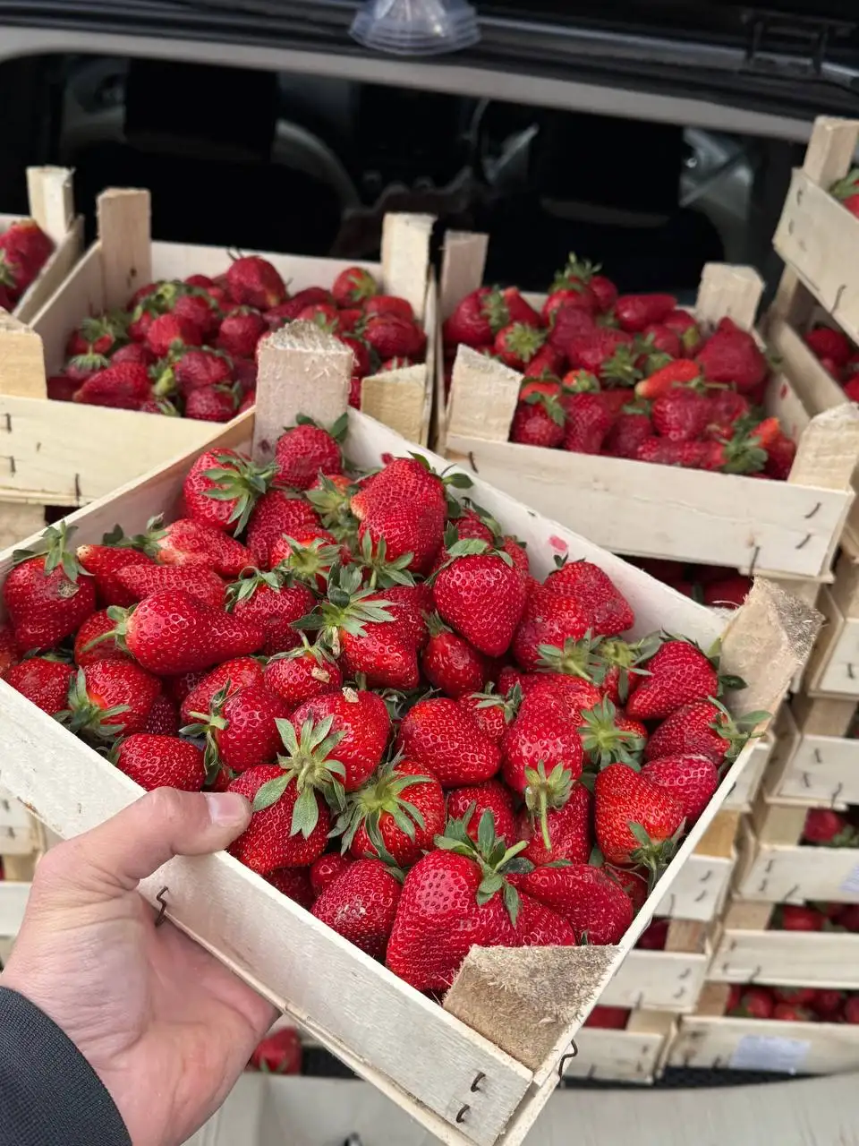 Продажа свежей клубники, голубики и черемши в Красноярске - Продукты питания (Барахолка) в Красноярск