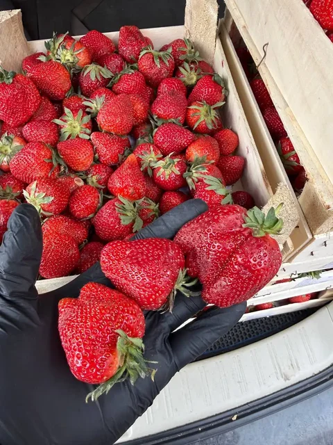 Продажа свежей клубники в ящиках - Посуда в Красноярск