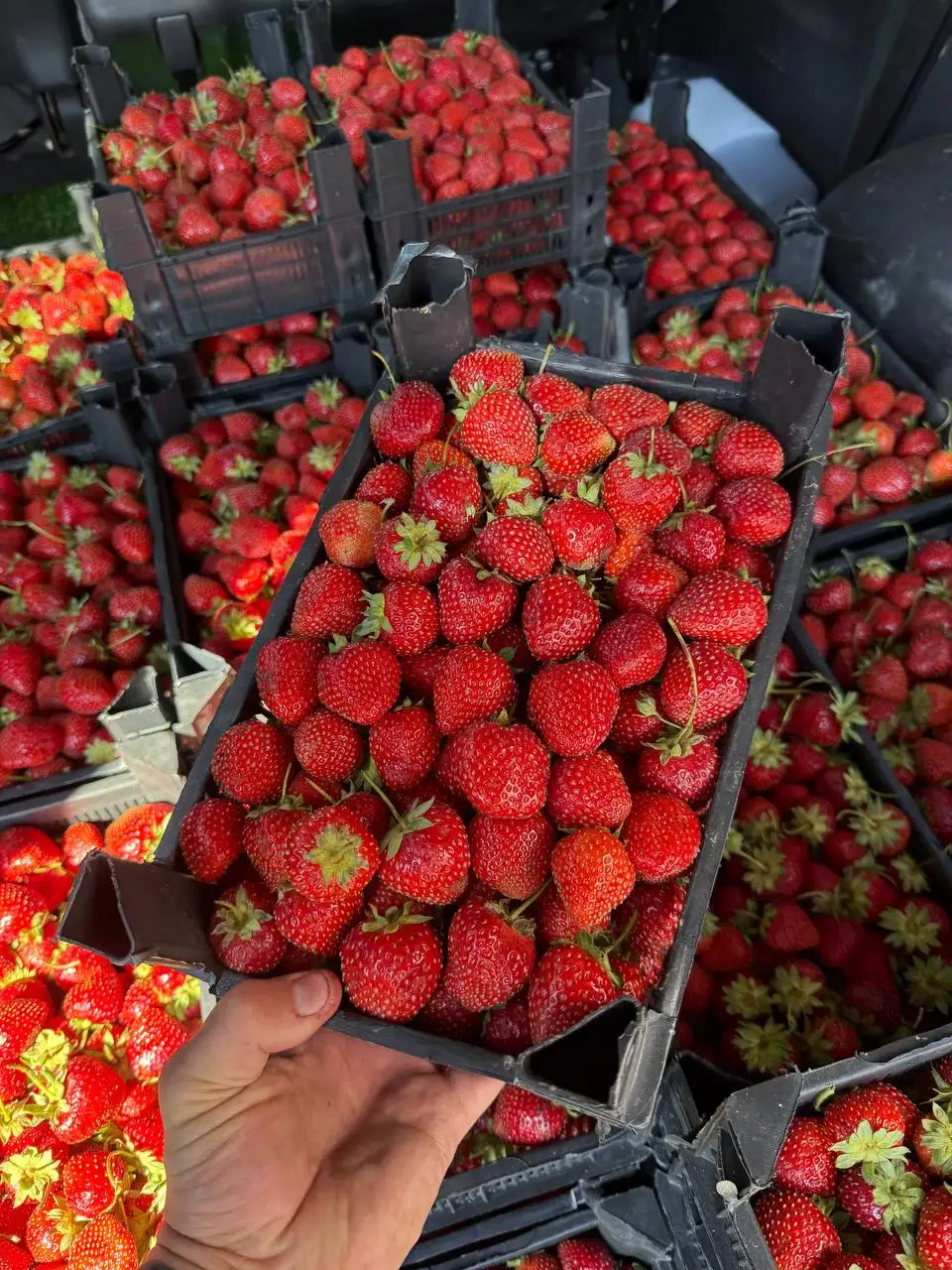 Продажа ягод и фруктов - Продукты в Красноярск