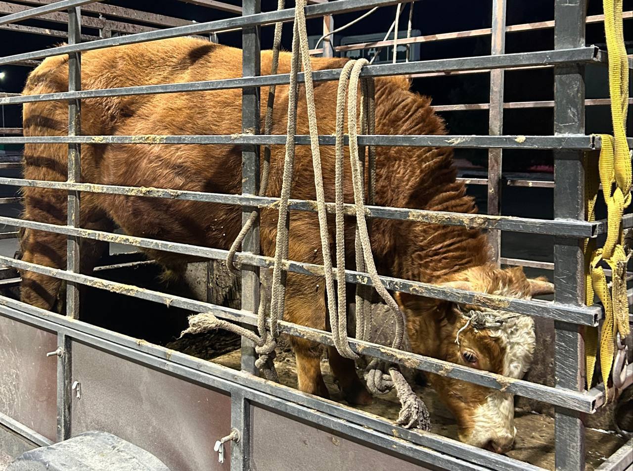 Куплю Быков - частное объявление в Республика Хакасия