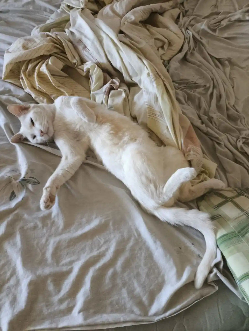 Пропал кот Кабачек - Животные в Симферополь