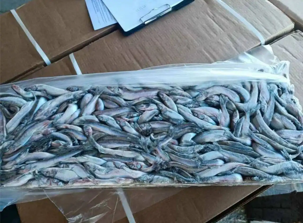 Продажа свежей мойвы