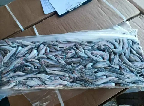 Продажа свежей мойвы - Хобби и отдых в Тюмень