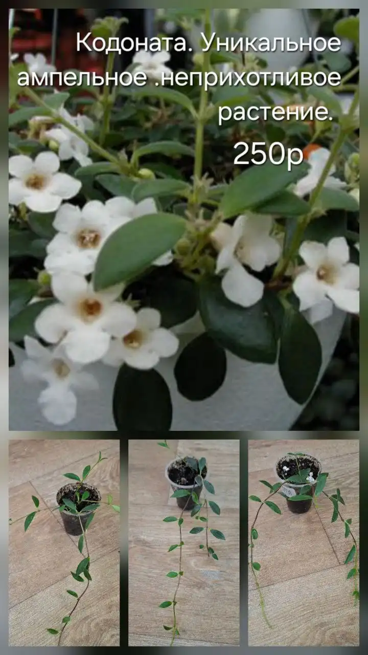 Продажа пеперомий в Тюмени - Растения (Хобби и отдых) в Тюмень