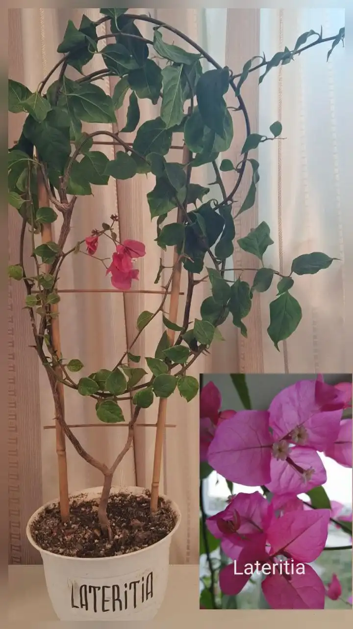 Продажа взрослых кустов Бугенвиллии в Тюмени - Растения (Для дома и дачи) в Тюмень