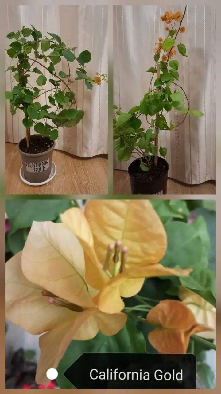 Продажа взрослых кустов Бугенвиллии в Тюмени - Растения (Для дома и дачи) в Тюмень