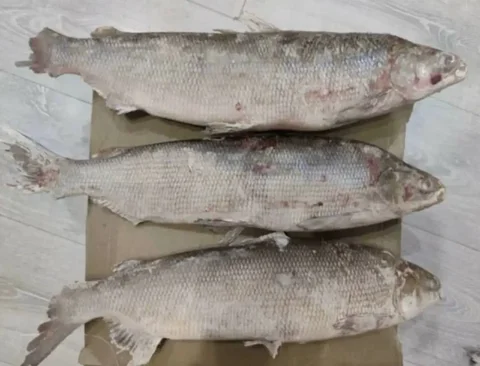 Щекур (Чир) свежемороженый - продажа от 5 кг - Продукты питания в Тюмень