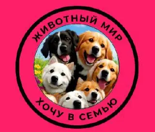 Группа поиска новых владельцев для животных - Домашние животные (Животные) в Неизвестно