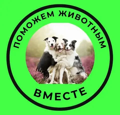 Группа помощи бездомным животным - частное объявление в Неизвестно