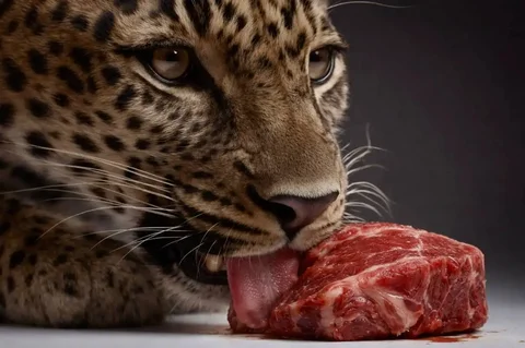 Подарочная сумка с мясом дикого кабана к 8 марта - частное объявление в Неизвестно