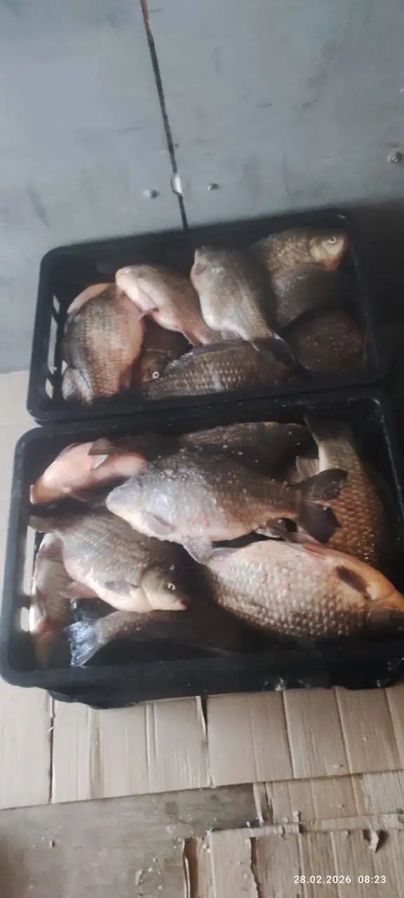 Карась свежий 400+ кг - Продукты питания (Барахолка) в Неизвестно