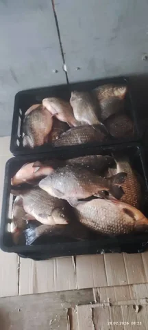 Карась свежий 400+ кг - частное объявление в Неизвестно