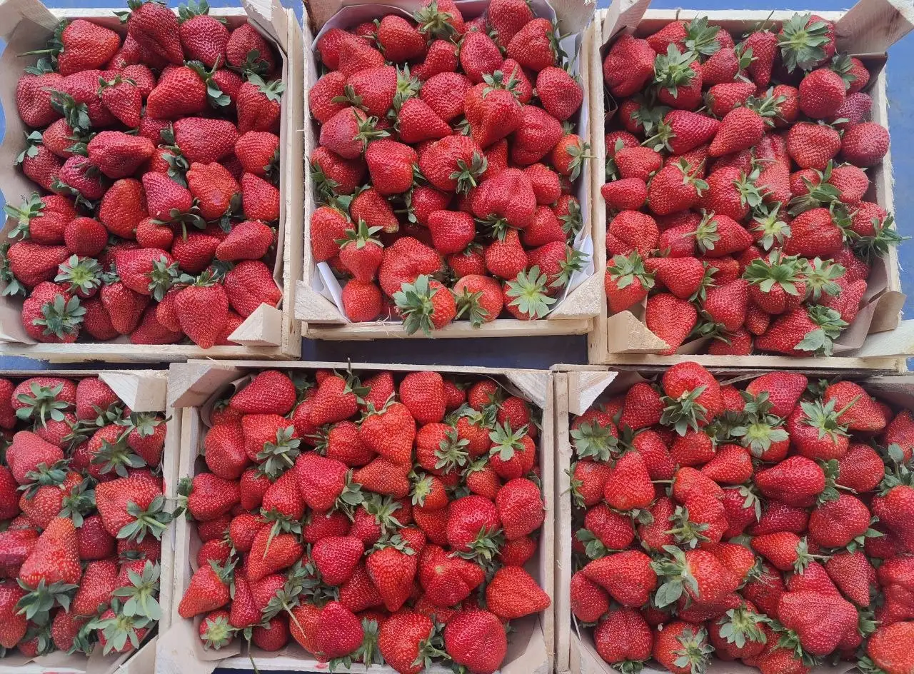 Свежая клубника из Киргизии в Тюмени - Продукты питания (Барахолка) в Тюмень