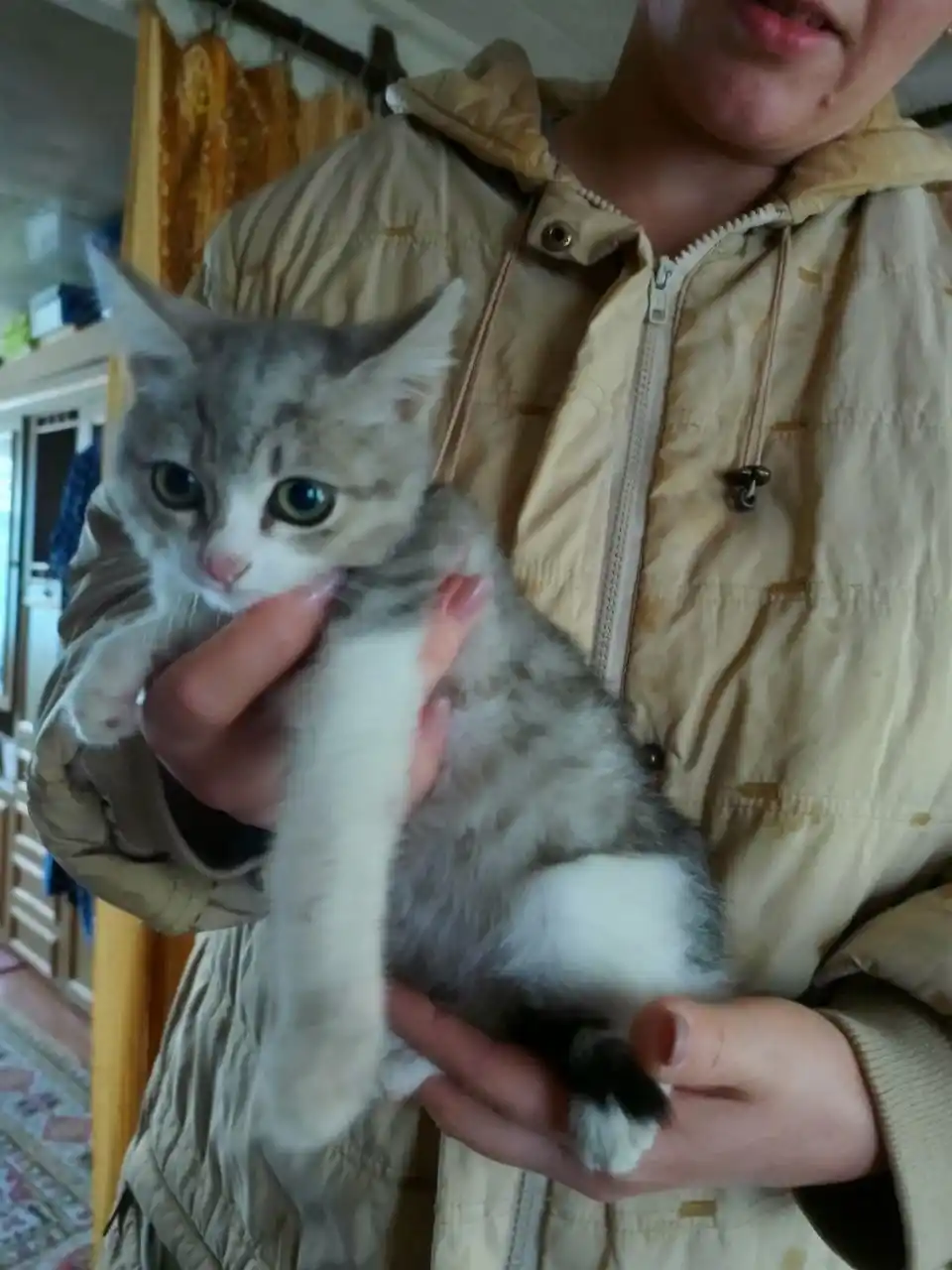 Котенок в добрые руки