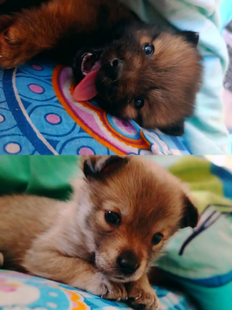 Отдам щенков в добрые руки