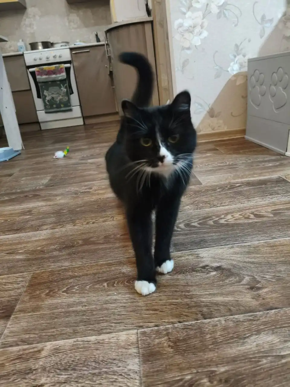 Новенькая кошечка ищет дом