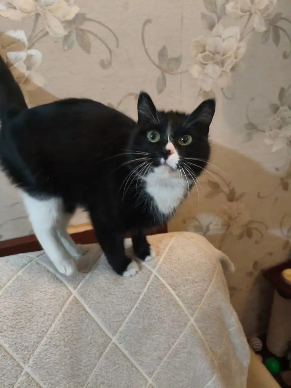 Новенькая кошечка ищет дом