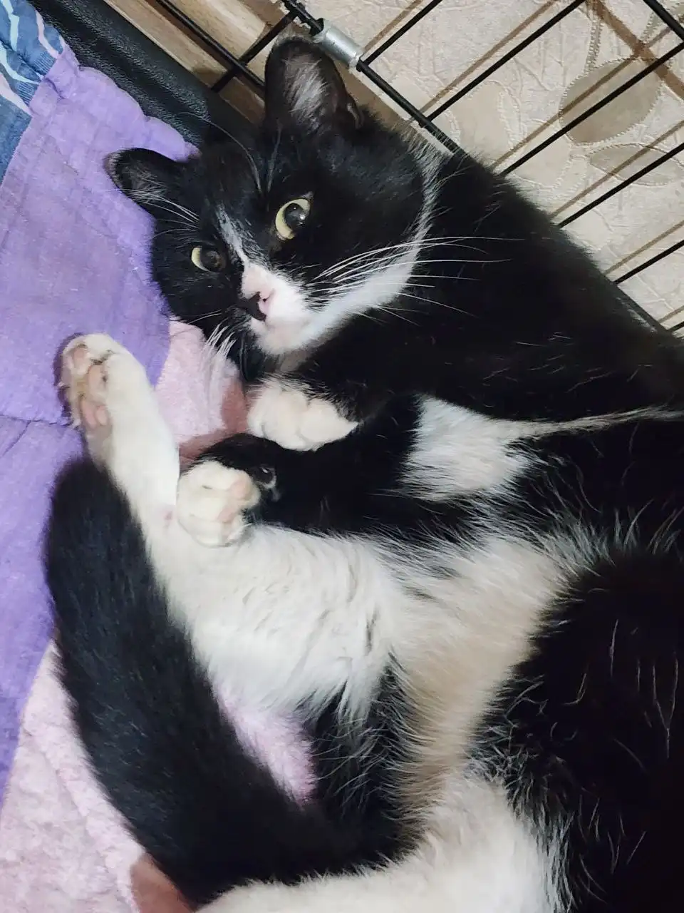 Новенькая кошечка ищет дом