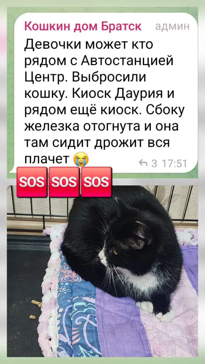 Новенькая кошечка ищет дом