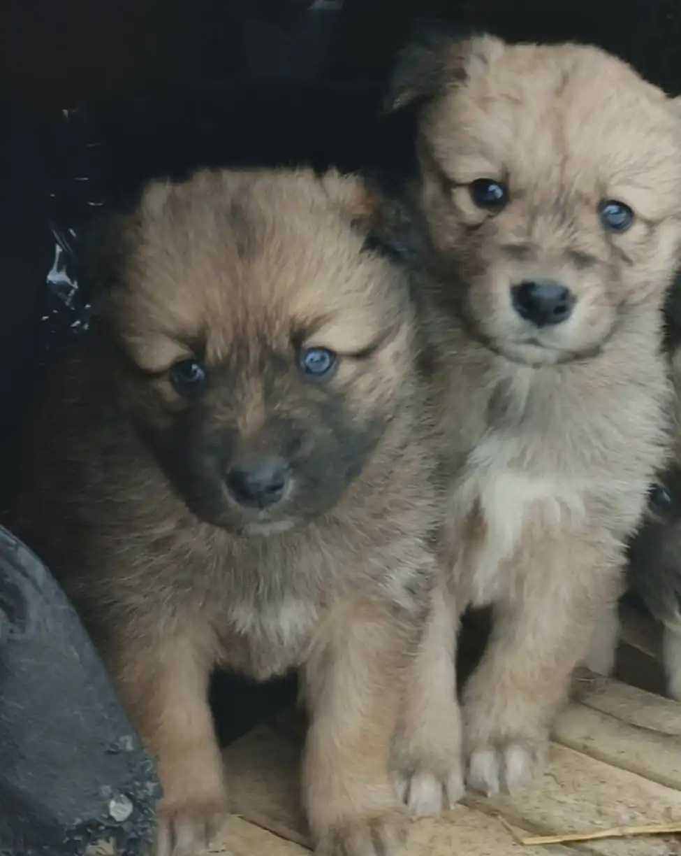 Мальчики ищут любящих мампап