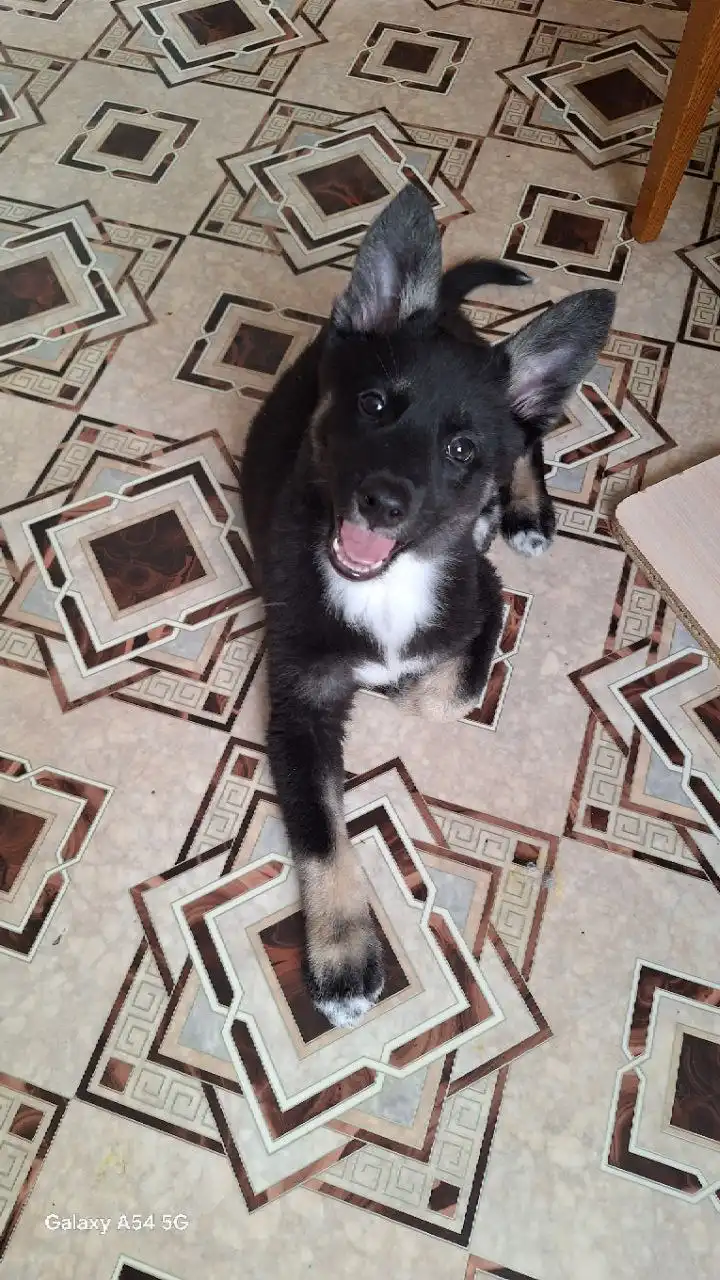 Мальчик 3 месяца в добрые руки