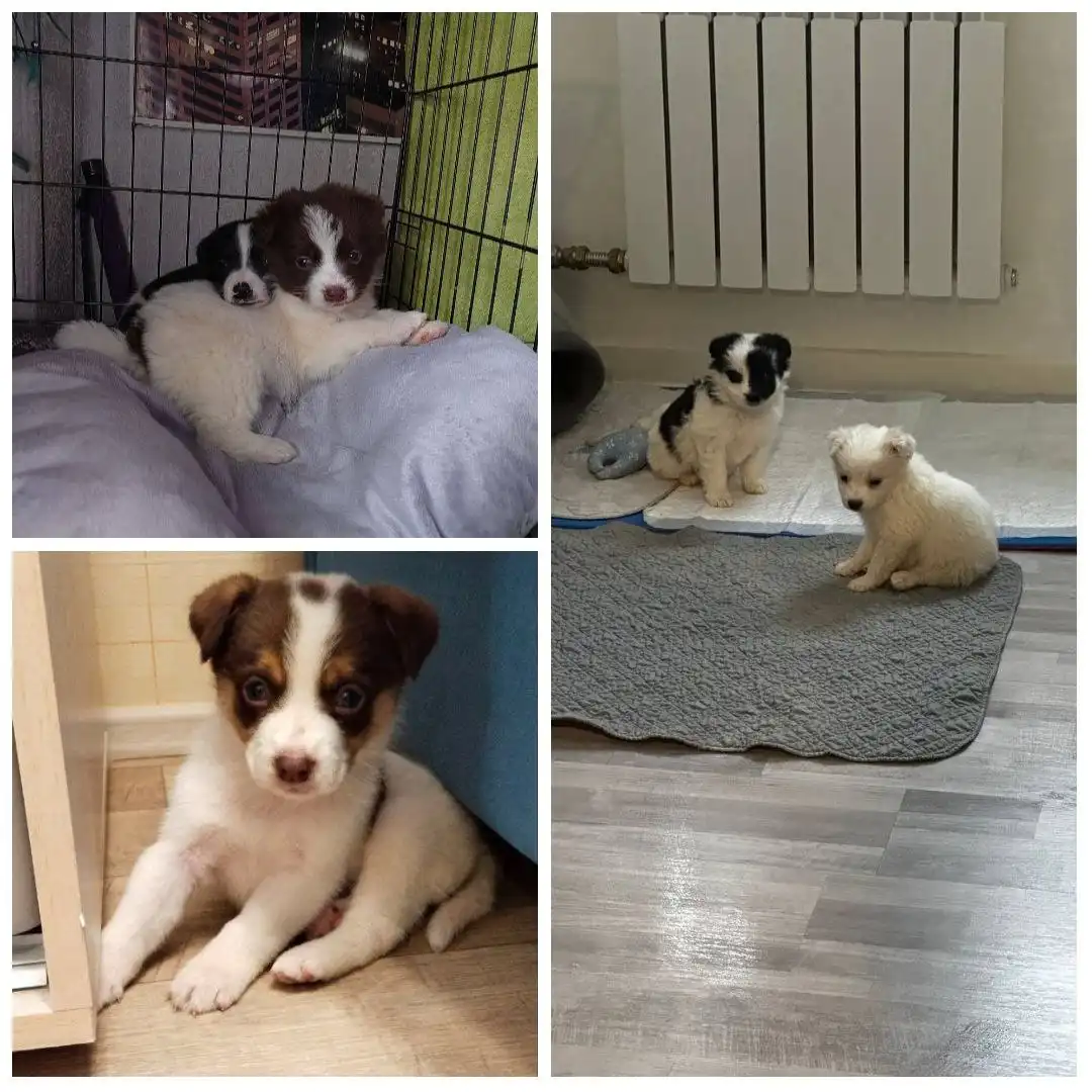 Ищем дом щенкам