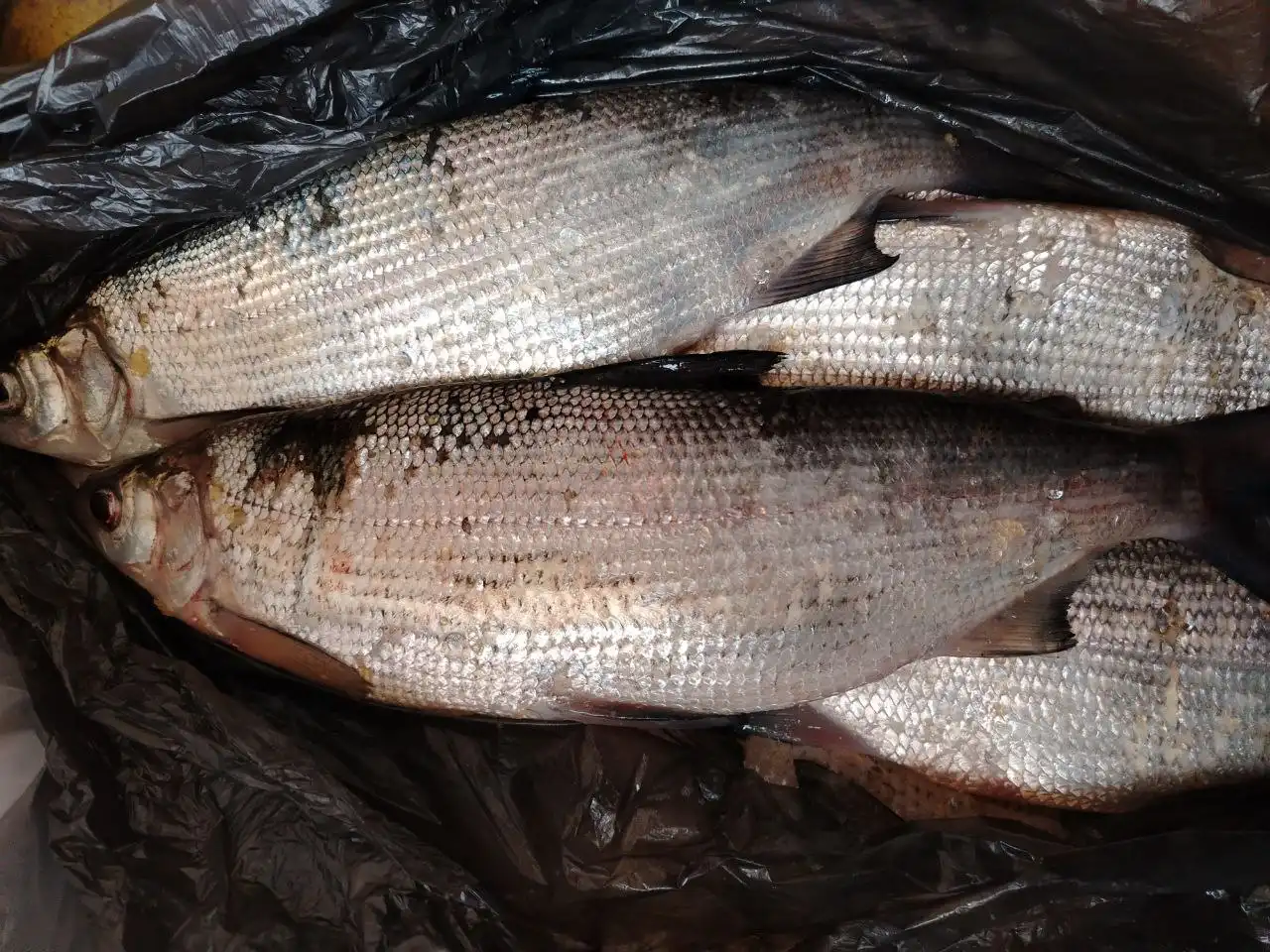 Продажа пеляди